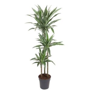 Dracaena Warneckei - 100 cm - ø27