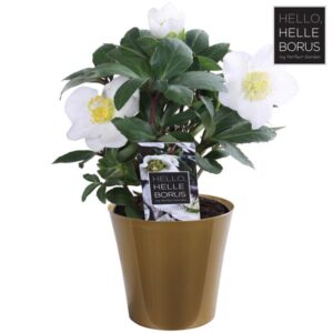 Helleborus Niger 'Christmas Carol' P9 (Golden Pot) - Ø9cm - ↕12cm
