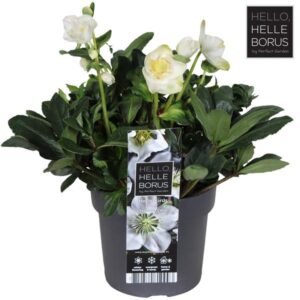 Helleborus Niger 'Christmas Carol' P17 - Ø17cm - ↕30cm