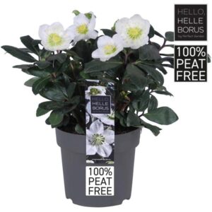 Helleborus Niger 'Christmas Carol' P14 - 100% Peat-Free - Ø14cm - ↕30cm