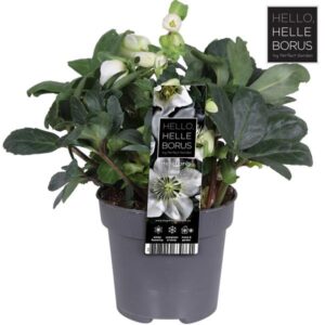 Helleborus Niger 'Christmas Carol' P12 (L) - Ø12cm - ↕25cm