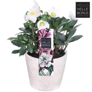 Helleborus Niger 'Christmas Carol' (Concrete Series) P17 - Ø17cm - ↕30cm