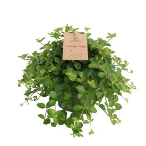 Peperomia Rotundifolia 14 Cm - Ø14cm - ↕27cm