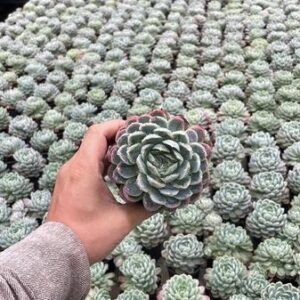 Echeveria Elegans - Ø9cm - ↕15cm