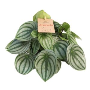 Peperomia Argyreia 14 Cm - Ø14cm - ↕27cm
