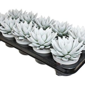 Echeveria Coloured White + PET-free Glitter - Ø10,5cm - ↕15cm