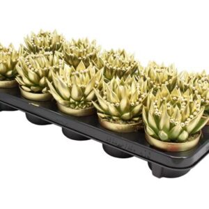Echeveria Coloured Gold + Chain - Ø10,5cm - ↕13cm
