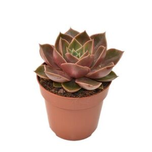 Echeveria Samba - Ø8,5cm - ↕14cm