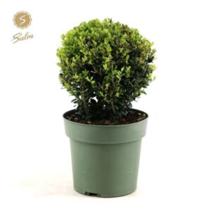 Ilex Crenata 'Jenny'® Ball Ø20cm P17 (+Sticker) - Ø17cm - ↕40cm