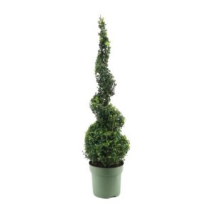 Buxus Semp. Spiral 70cm - Ø23cm - ↕90cm
