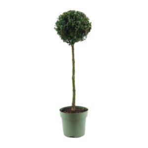 Buxus Semp. Mono-Ball - Ø23cm - ↕85cm