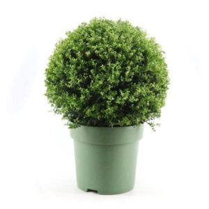 Ilex Crenata Ball Ø50cm P33 - Ø33cm - ↕70cm