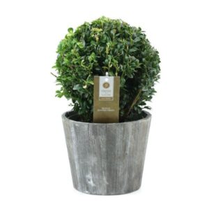Buxus Semp. Ball Ø20cm P17 In Wood - Ø19cm - ↕35cm