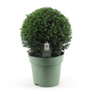 Taxus Collection Ball Ø32cm P24 - Ø24cm - ↕45cm