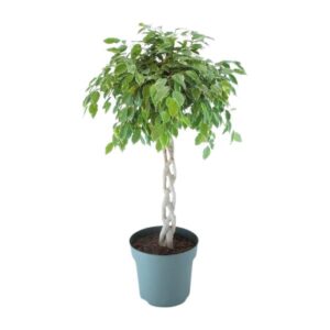 Ficus Safrana / Golden King Gevlochten - Ø27cm - ↕110cm