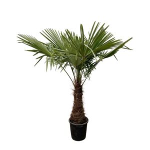 Trachycarpus Fortuneii - 220 - 240cm - Ø40-45