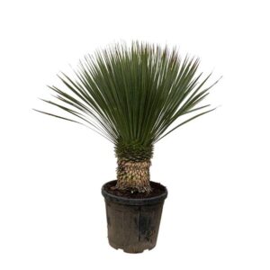 Yucca Rostrata - 80 - 100cm- Ø38