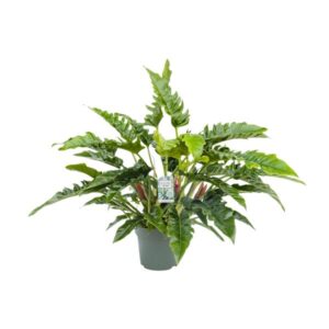 Philodendron Rambo - Ø27cm - ↕65cm