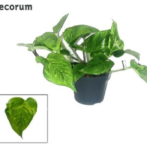 Scindapsus (Epipremnum) Marble Green DECORUM - Ø12cm - ↕20cm