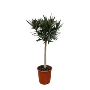 Nerium Oleander op stam met witte bloem - 90cm - Ø19