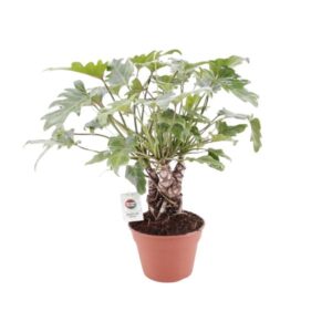 Philodendron Xanadu Op Stam - Ø17cm - ↕40cm