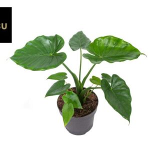 Alocasia Tropical Green - Ø12cm - ↕27cm