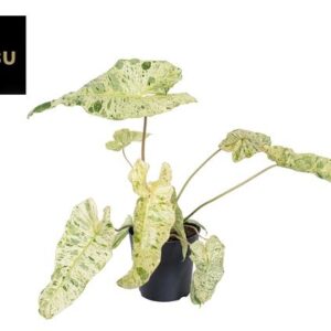 Philodendron Paraiso Verde P19 - Ø19cm - ↕45cm