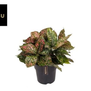 Aglaonema Pink Leopard - Ø19cm - ↕40cm