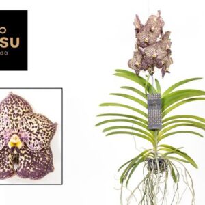 Vanda Ocelot Mocha - Ø40cm - ↕75cm