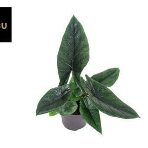 Alocasia Scalprum - Ø12cm - ↕30cm