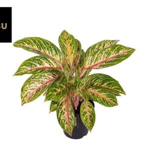 Aglaonema Coco Melon - Ø19cm - ↕60cm