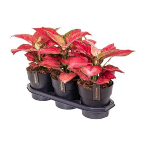 Aglaonema Red Joy - Ø19cm - ↕40cm