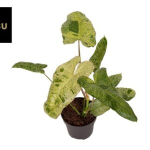 Philodendron Paraiso Verde - Ø12cm - ↕30cm