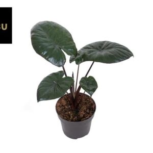 Alocasia Chocolate Green - Ø12cm - ↕27cm
