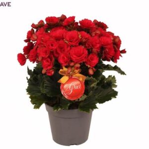 Winterbegonia 'Grace'' Rood 14 Cm - Ø14cm - ↕35cm
