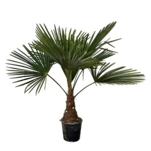 Trachycarpus Fortunei - 85-100cm - Ø21