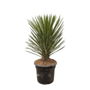 Yucca Filifera Australis - 160cm - ø45
