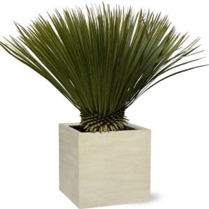Yucca Rostrata - 70cm- Ø30