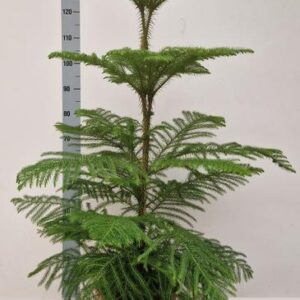 Araucaria Heterophylla - Ø24cm - ↕130cm