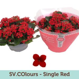 Kalanchoe Single Red - Ø23cm - ↕27cm