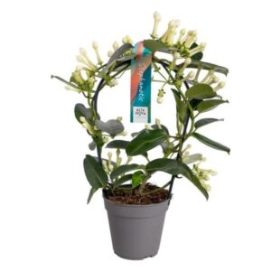 Stephanotis Boog 11-12 Tros P12 - Ø12cm - ↕40cm