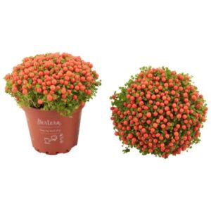 Nertera Granadensis 'Astrid' P8 - Ø8cm - ↕10cm