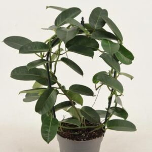 Stephanotis Evergreen - Ø12cm - ↕40cm