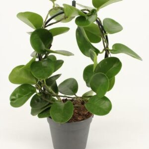 Hoya Boog P12 - Ø12cm - ↕40cm