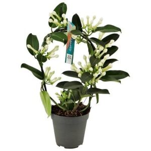 Stephanotis Boog 9-10 Tros P12 - Ø12cm - ↕40cm