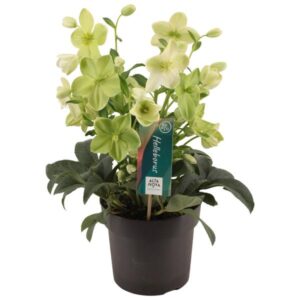 Helleborus 'Endless' - Ø17cm - ↕35cm