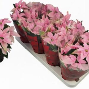 Euphorbia Princettia Vertakt Pink - Ø10,5cm - ↕30cm