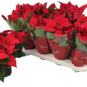 Euphorbia Mars Red Vertakt Met Hoes - Ø10,5cm - ↕30cm