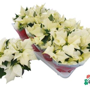 Euphorbia Alaska Vertakt Met Hoes - Ø10,5cm - ↕30cm