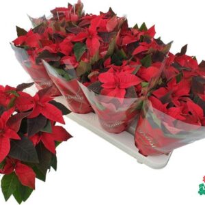 Euphorbia Princettia Vertakt Red - Ø10,5cm - ↕30cm